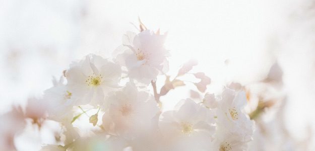 桜の写真