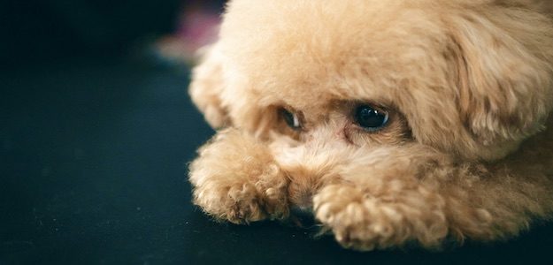 伏せた姿勢の犬の写真