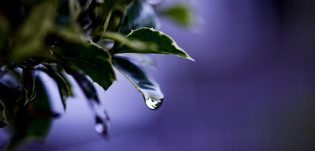 緑の葉と水滴の写真