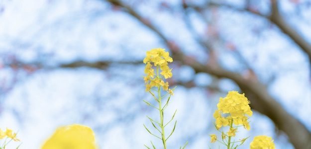 菜の花の写真