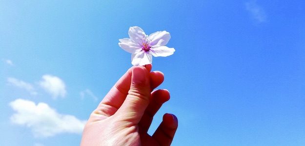 桜の花を持つ手の写真