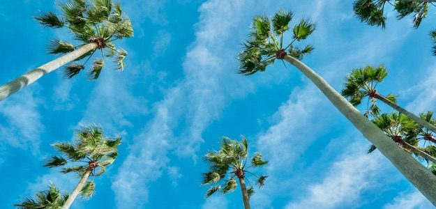 ヤシの木と青空の写真