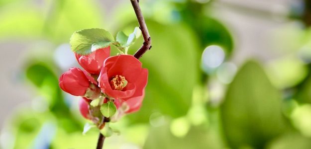 ボケの花の写真