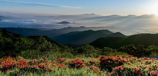 赤いツツジと夜明けの写真