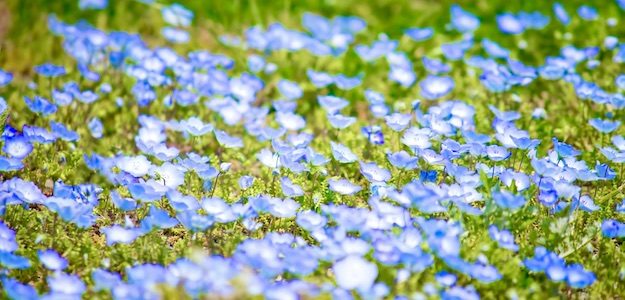 青い花の写真