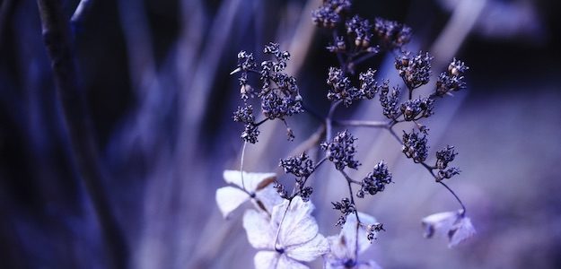 紫の花の写真