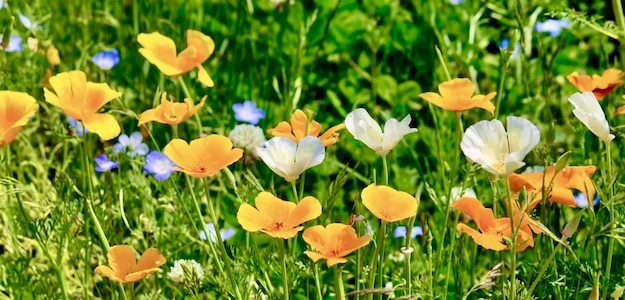 オレンジの花の写真