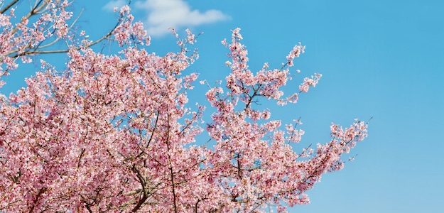 桜の写真