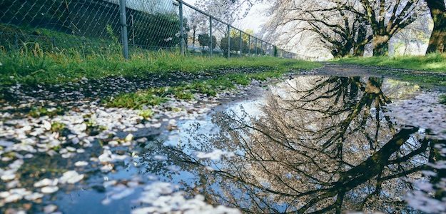 水たまりに写る桜の写真