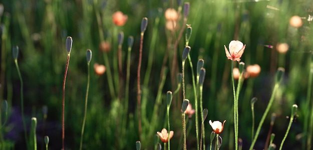 オレンジの花の写真