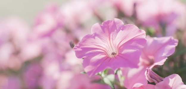 ピンクの花の写真