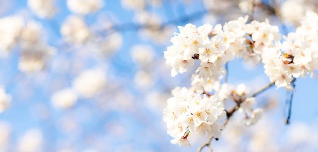 桜の写真