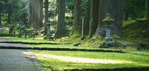 木々の中の道の写真