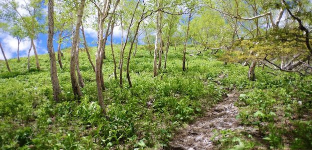 登山道の写真