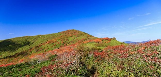 紅葉した山の写真