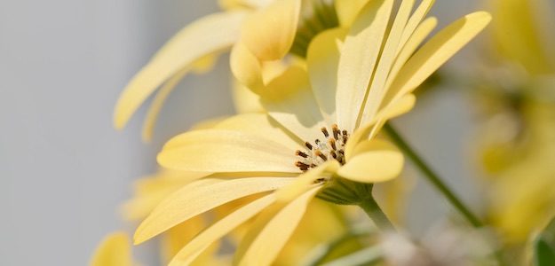 黄色の花の写真