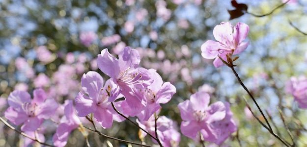 ピンクの花の写真