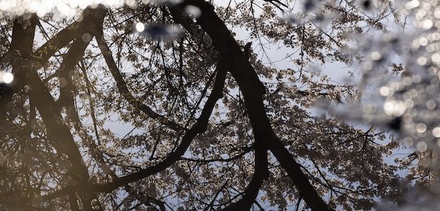 水たまりに写る桜の写真