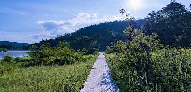 尾瀬の遊歩道の写真