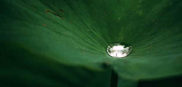 葉の上の水滴の写真