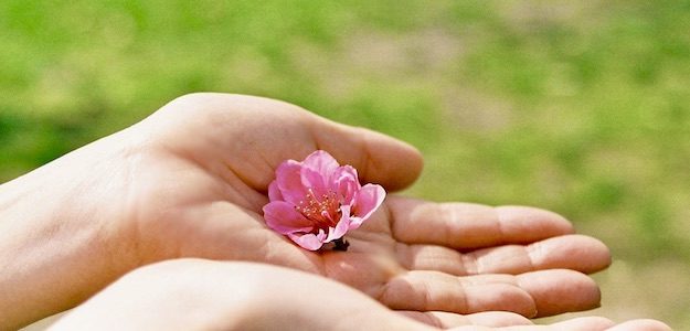 手のひらの上の桜の花の写真