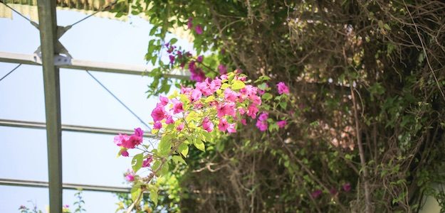 ピンクの花の写真