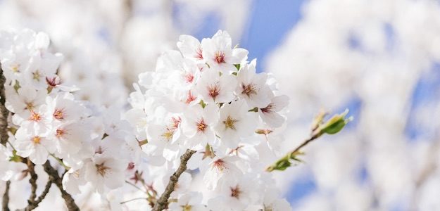 桜の写真