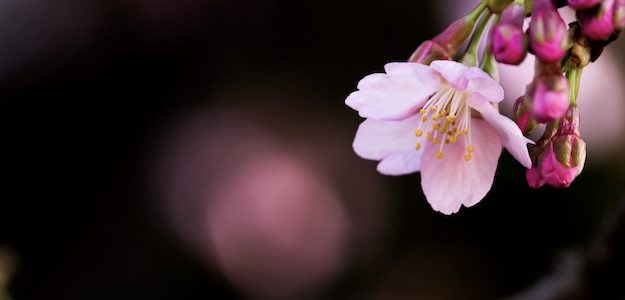 桜の写真