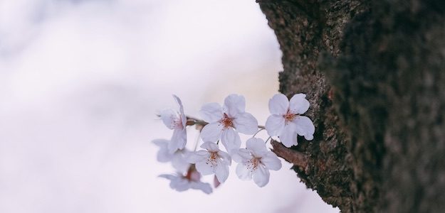 桜の写真