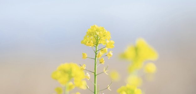 菜の花の写真