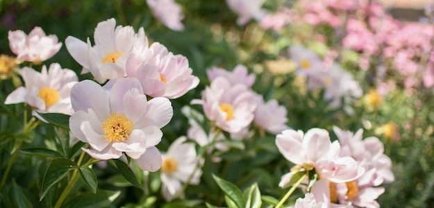 ピンクの花の写真