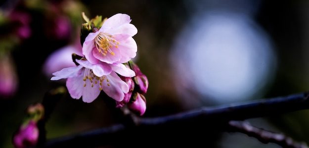 桜の写真