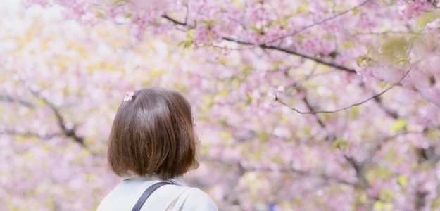 桜を見上げる人の写真