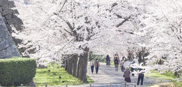 桜の並木道の写真