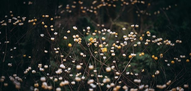 ミツマタの花の写真