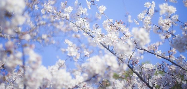 桜の写真