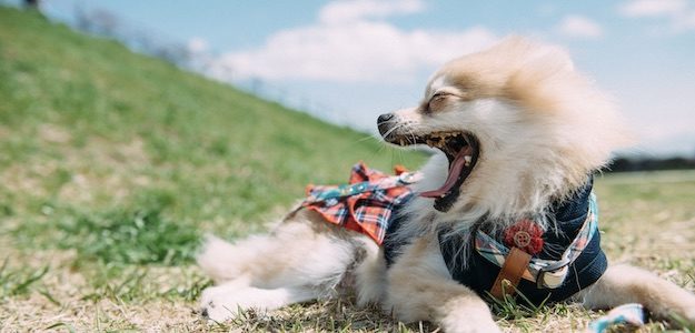 あくびをする犬の写真