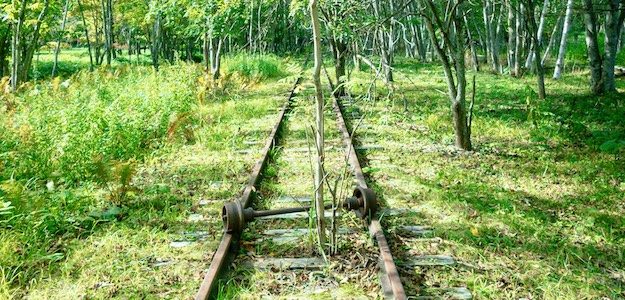 緑が茂った線路の写真