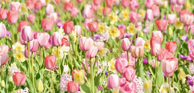 チューリップの花畑の写真