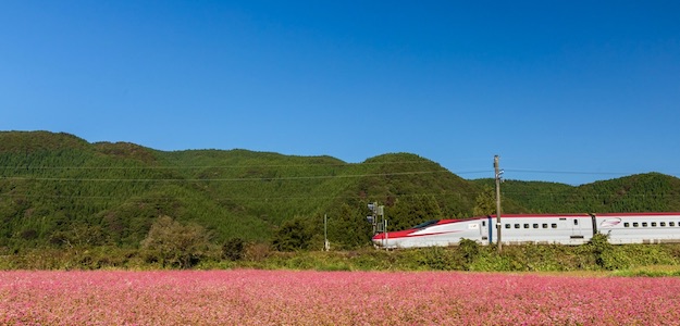 花畑と新幹線の写真