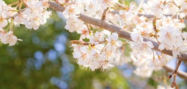 桜の写真