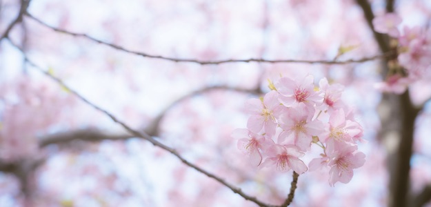 桜の写真