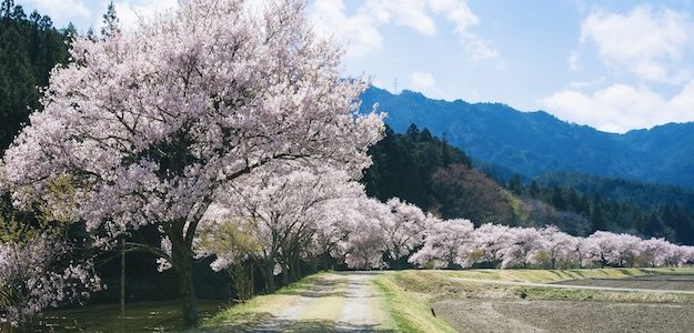 桜並木の写真