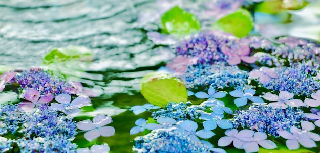 水に浮かんだ紫陽花の写真