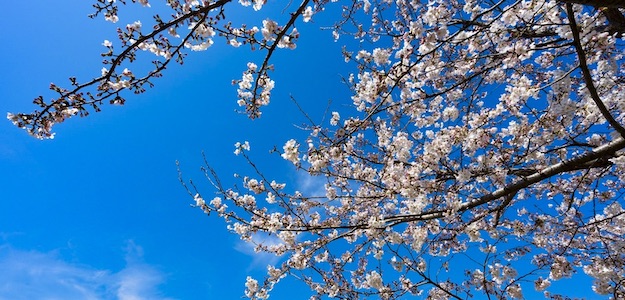 桜の写真