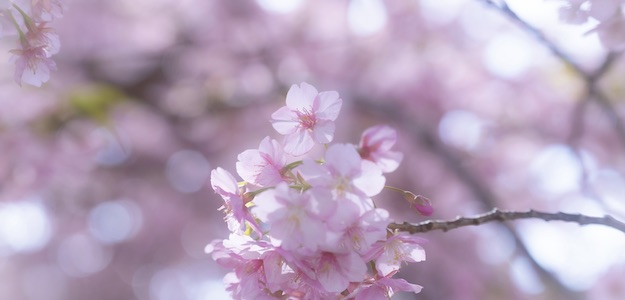 桜の写真