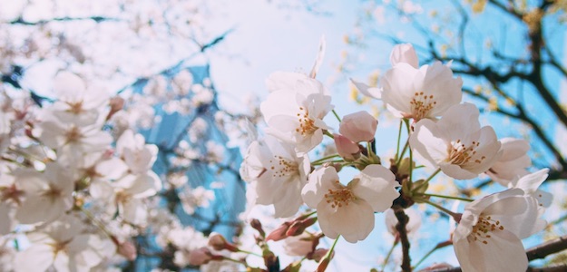 桜の写真