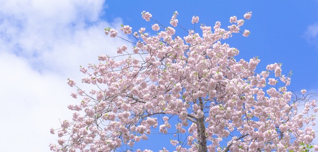 桜の写真