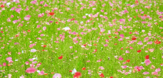 ポピーの花畑の写真