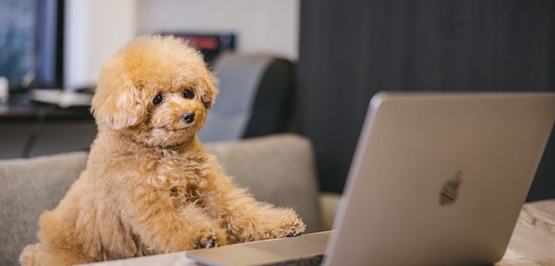 犬とノートパソコンの写真